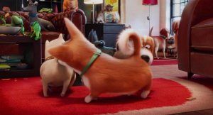 Тайная жизнь домашних животных (The Secret Life of Pets)