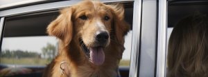 Собачья жизнь (A Dog's Purpose)
