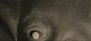 У холмов есть глаза (The Hills Have Eyes)